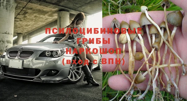 индика Алзамай